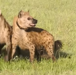 hyena1.jpg