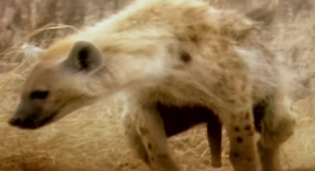 hyena2.jpg