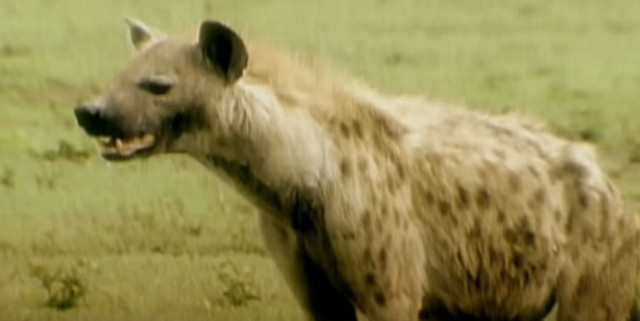 hyena3.jpg