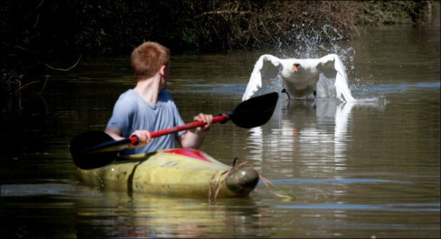 Angry_Swan_Tyson_1.jpg