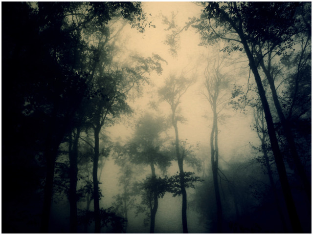 dark_forest_by_serialkillerstock.jpg