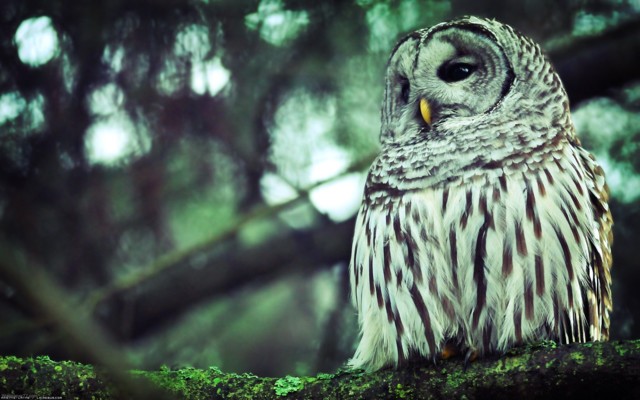 Owl-free-HD-Images.jpg