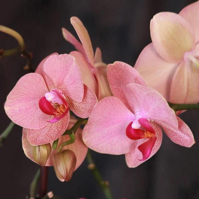 Orkidea%204.jpg