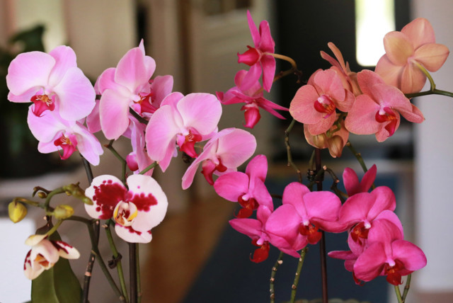Orkidea%201.jpg