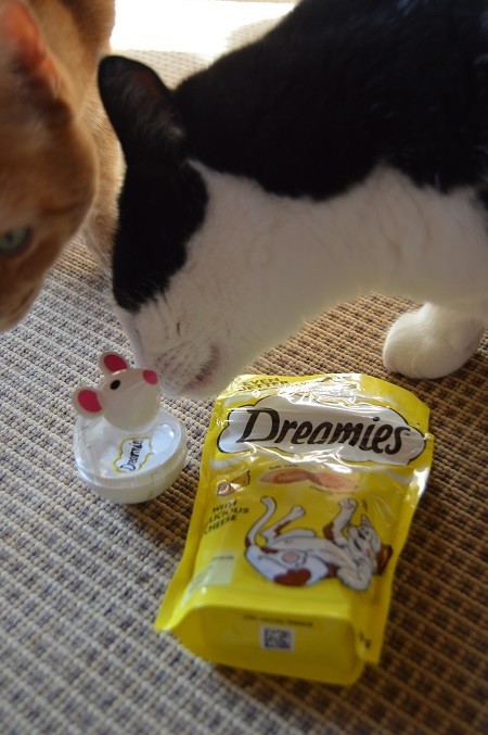 dreamies3.jpg