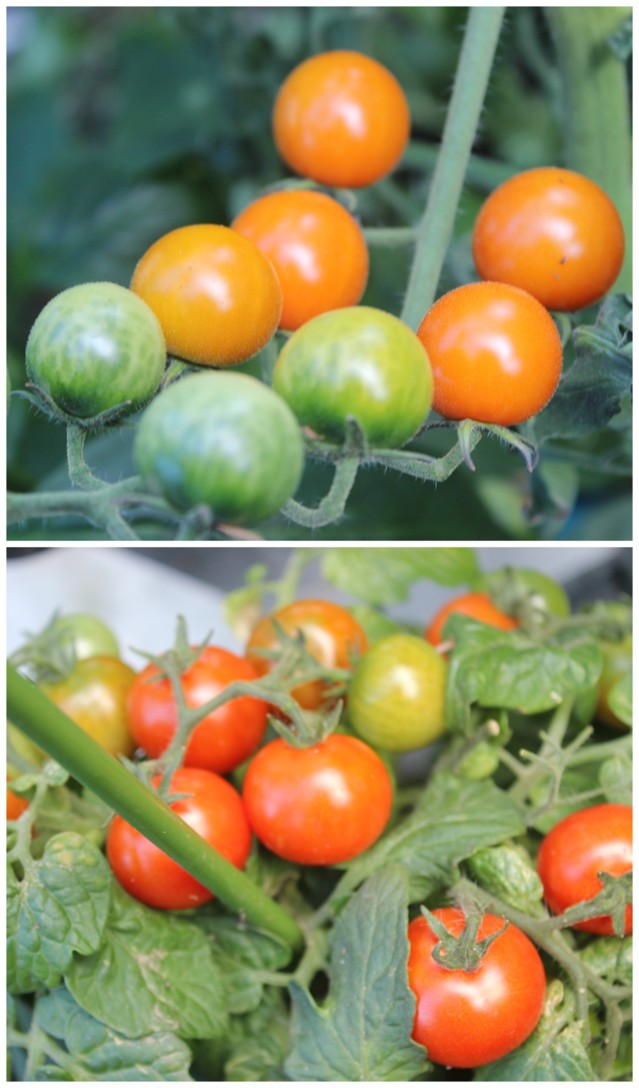 tomaatti.jpg