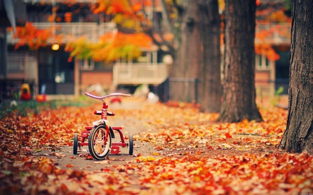 Wallpapers-Fall-biking-trees-leaves.jpg