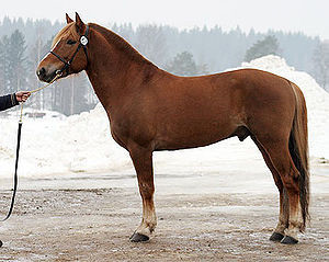 300px-Finnhorse_stallion.jpg