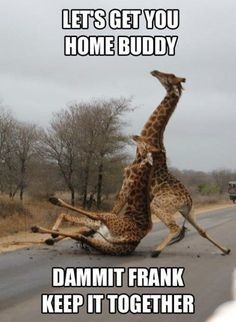 drunkenidiotgiraffes.jpg