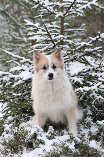 winter11-normal.jpg