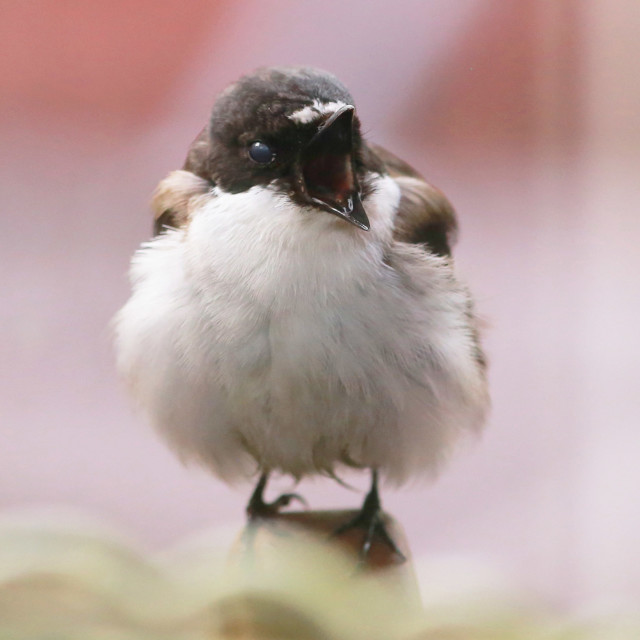 imee iso musta kukko