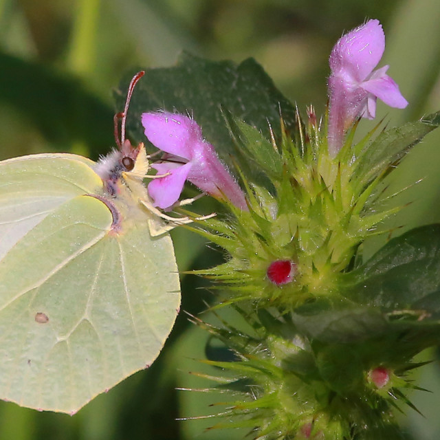 Vapaa hyväksikäytettyjen musta Teens