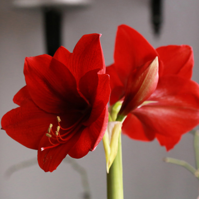 Amaryllis%204.jpg