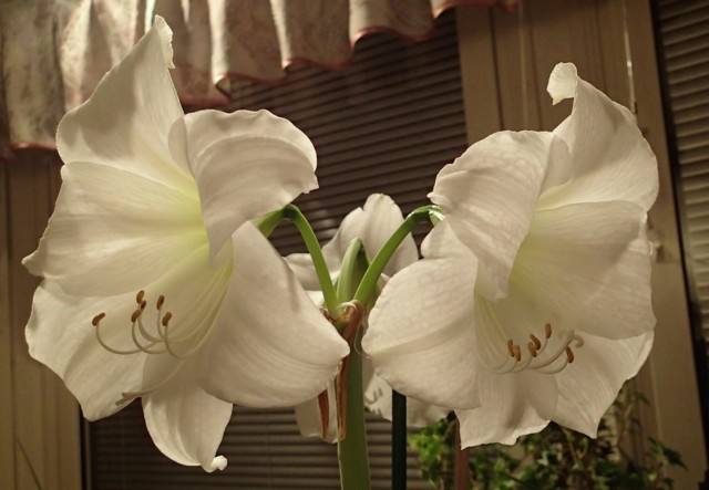 amaryllis%207.2.-17%20040.jpg