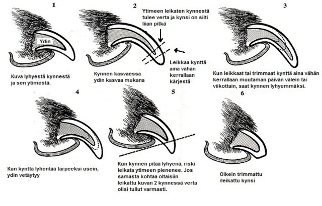 kynsikuvat.jpg