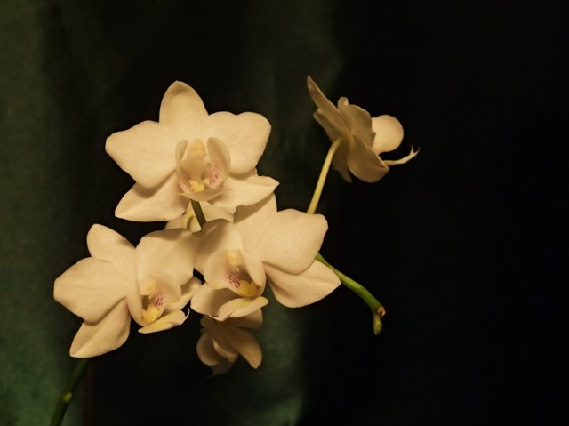 Orkideat%208.3.-17%20007.jpg