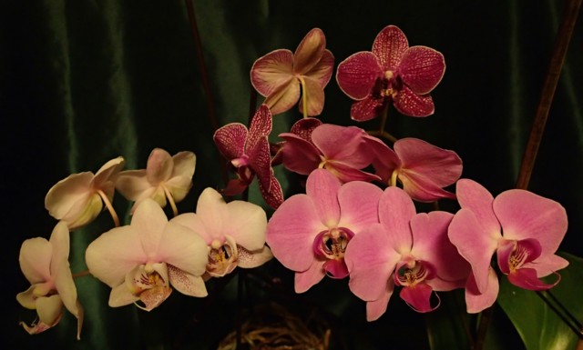 Orkideat%208.3.-17%20079.jpg