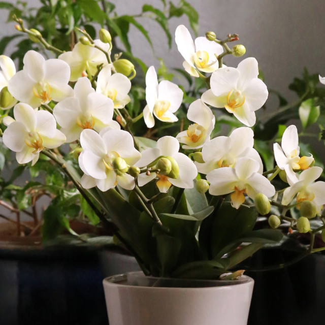 Orkidea%201.jpg
