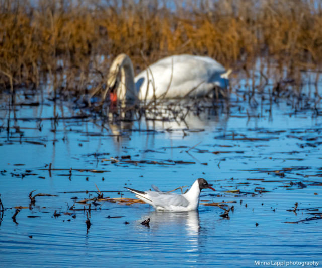 Pietun%20bongaus-5c.jpg