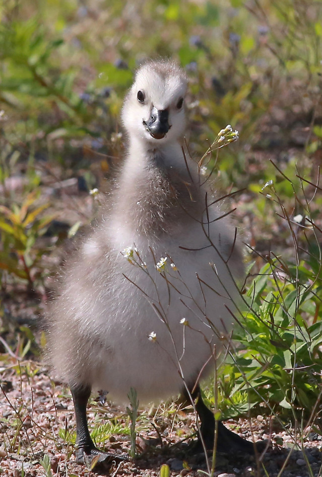 Latinalainen teini porno