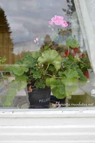 Pelargonia.jpg