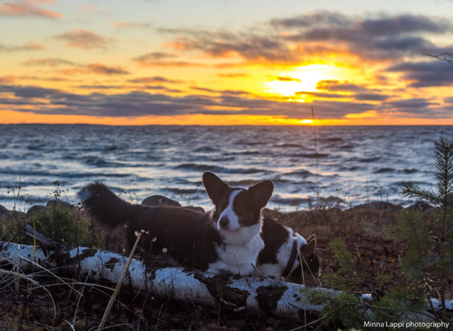 16.11.%20auringonlaskua-4.jpg