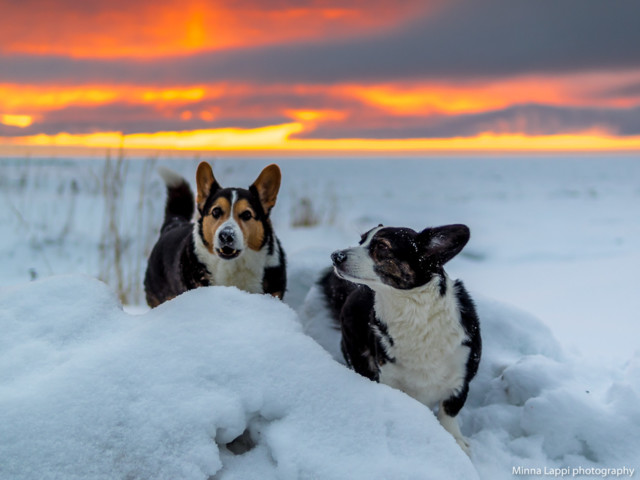 Tauvon%20auringonlaskua.jpg