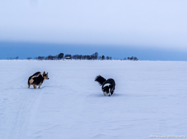 Kuusisaari-2.jpg