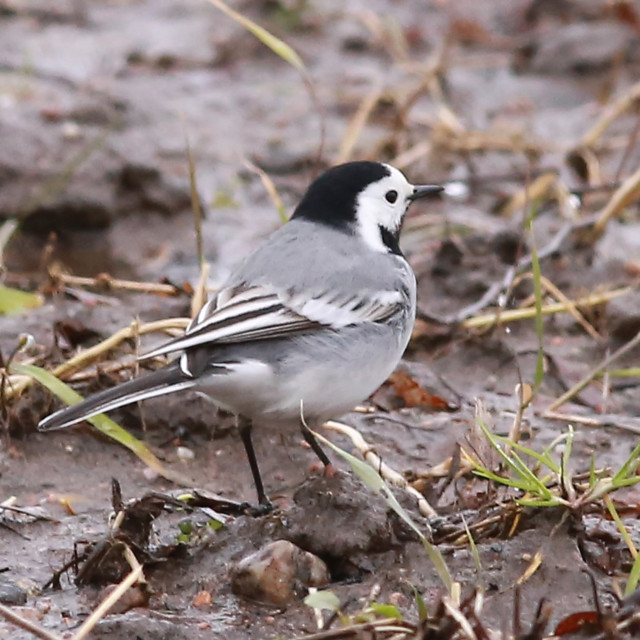 College teini sex vids