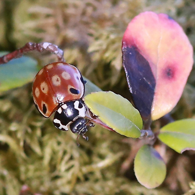 kypsä suku puoli puolue videot