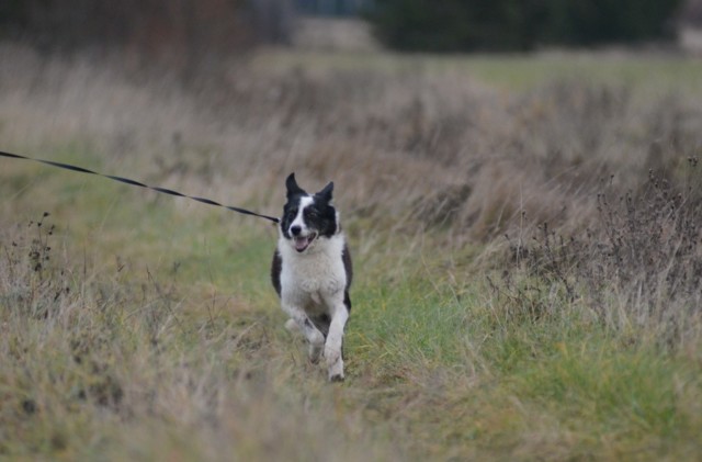 bordercollie3.jpg