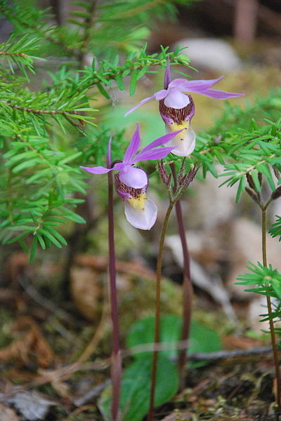 Neidonkenka-Calypso_bulbosa_%281%29.jpg