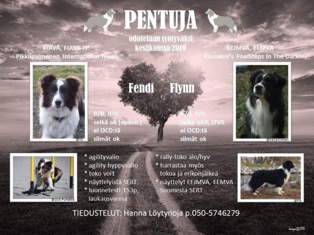 Fendi%20ja%20Flynn%20pentuemainos.jpg