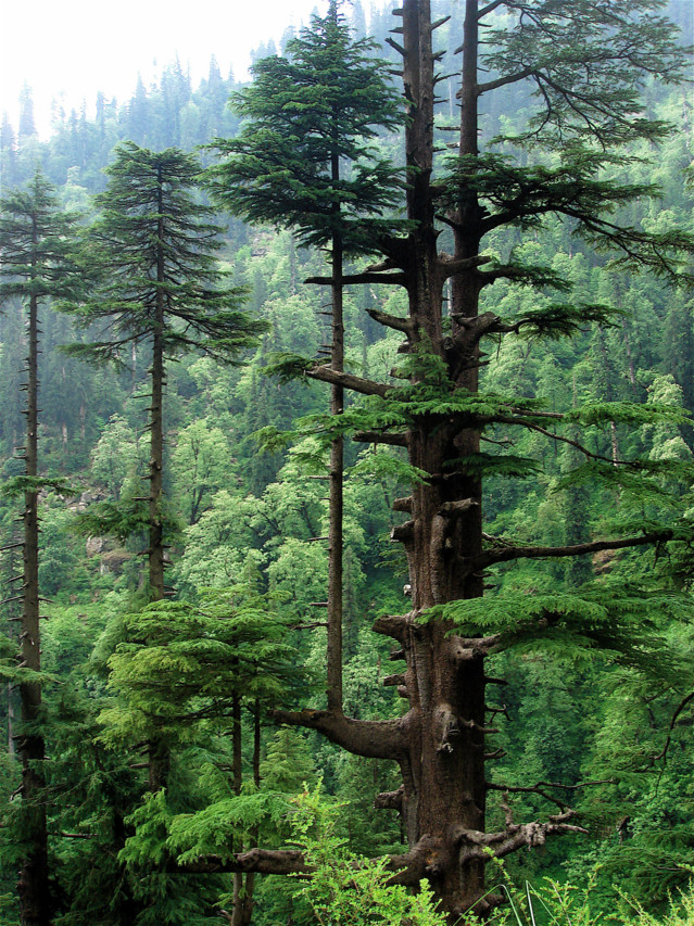 Cedrus_deodara_Manali_2.jpg