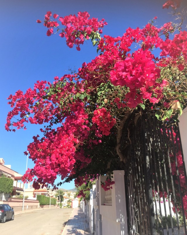 bougainvillea.jpg