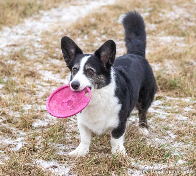 Frisbee%20taas%20mukana.jpg