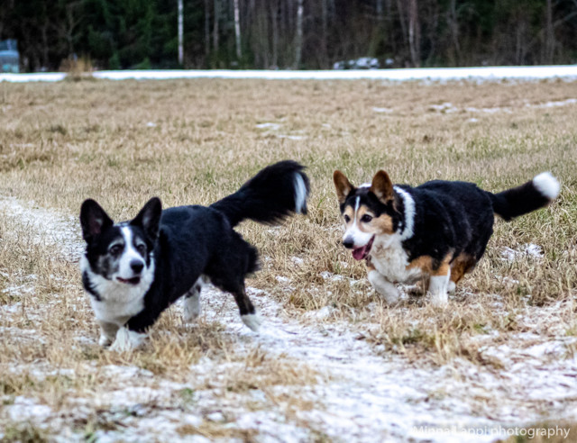 Frisbee%20taas%20mukana-5.jpg