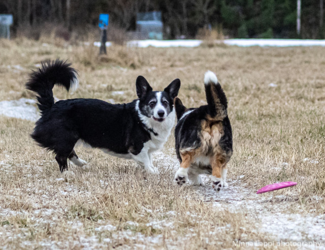 Frisbee%20taas%20mukana-7.jpg