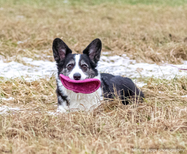 Frisbee%20taas%20mukana-9.jpg