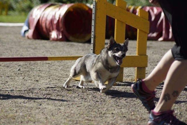 Taavi%20agility%202015%20Sari%20Korhonen