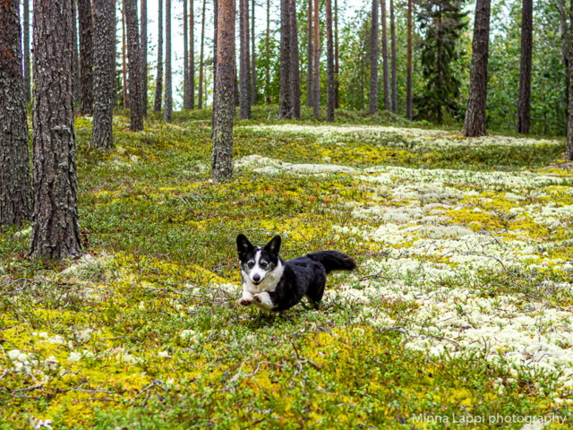 Puolukkamets%C3%A4ss%C3%A4-5.jpg