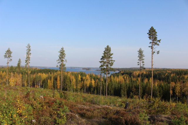 2020.10.4.%20Mustikkavuorella%20puolukas