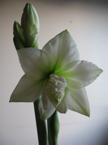 20111203amaryllis.jpg