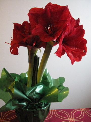 20111230lahjaamaryllis.jpg