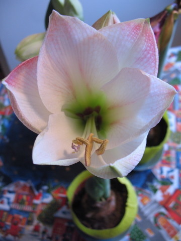 20101127amaryllis.jpg