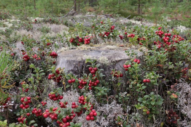 Puolukat%20kannolla.jpg