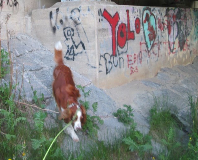 lempi%20graffittelemassa.jpg