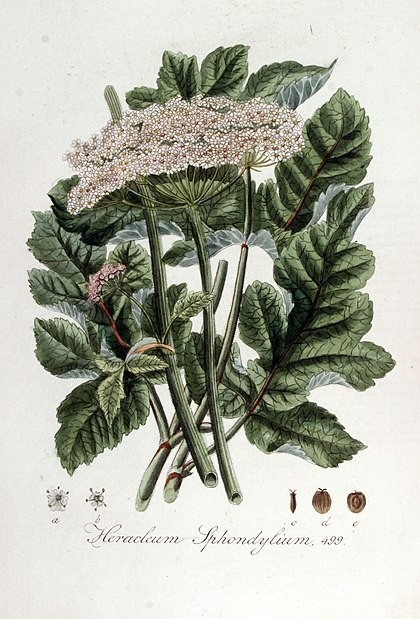 420px-Heracleum_sphondylium_%E2%80%94_Fl