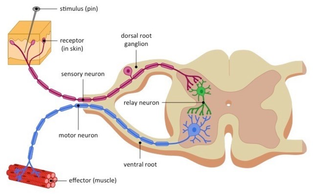 pain-withdrawal-arc_med.jpg