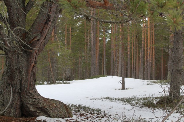 2024.4.25.%20Hannuksenlampi%2C%20Pajuper